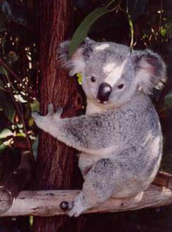 koala-3.jpg